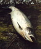 truchas en asturias,pesca truchas,asturias mosca,pesca a mosca pesca mosca